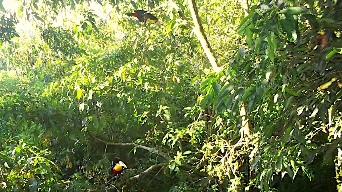 Tucanes en Cabañas Buena Vista, El Soberbio, Misiones